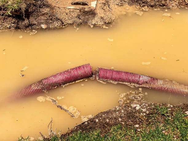 Best Mold removal after water damage  in St George, SC